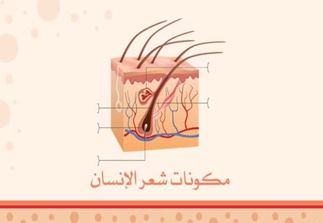 شعر الإنسان: حقائق علمية عن اللون والنمو والقوة 10 مكونات شعر الإنسانأهمية الشعر للإنسان