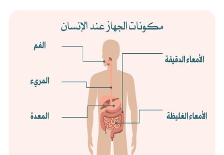 مكونات الجهاز الهضمي للإنسان: رحلة الطعام داخل الجسم 10 مكونات الجهاز الهضمي عند الإنسان