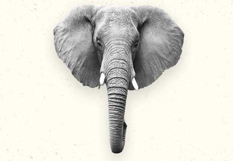 شكل الفيل