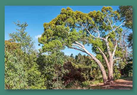 أشجار الأوكاليبتوس في أستراليا