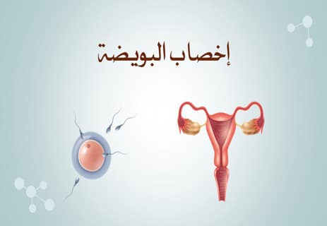 مراحل تكوين الجنين: عالم كامل يتشكل في تسعة أشهر 10 مراحل الحمل بالتفصيل
