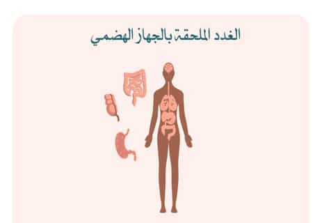 مكونات الجهاز الهضمي للإنسان: رحلة الطعام داخل الجسم 14 وظائف الجهاز الهضمي