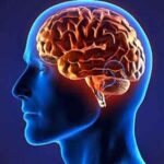 معلومات عن مخ الإنسان: العضو الأشد تعقيداً في الجسم البشري