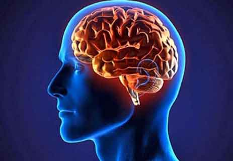 You are currently viewing معلومات عن مخ الإنسان: العضو الأشد تعقيداً في الجسم البشري