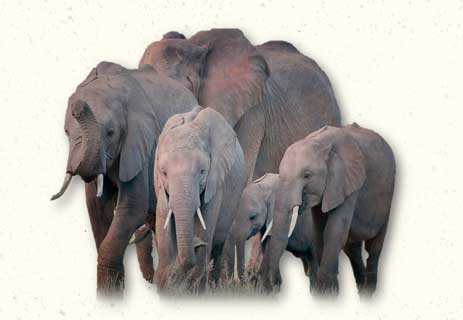 الفيل الأفريقي والفيل الآسيوي