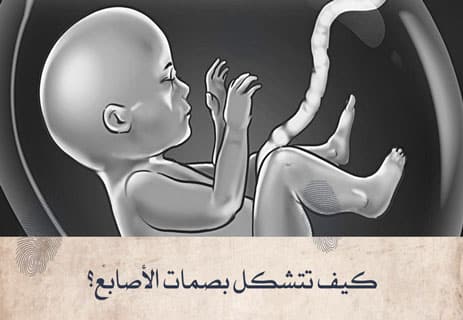 بصمات الأصابع: كيف تتشكل ولماذا يستحيل تطابقها بين البشر؟ 10 كيف تتكون بصمات الأصابع