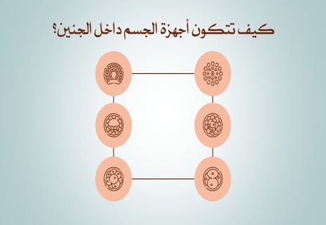 مراحل تكوين الجنين: عالم كامل يتشكل في تسعة أشهر 16 نمو الجنين داخل الرحم