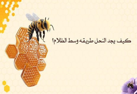 أسرار عالم النحل: المملكة الخفية التي تحفظ الحياة على الأرض 15 كيف يهتدي النحل إلى طريقه وسط الظلام والغيوم؟