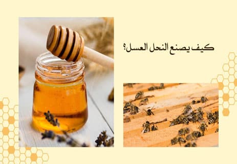 أسرار عالم النحل: المملكة الخفية التي تحفظ الحياة على الأرض 16 كيف يحفظ النحل العسل