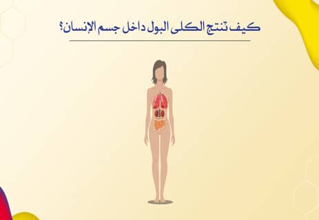 وظيفة الكلى: كيف تنقي الدم وتحمي الجسم من السموم؟ 12 وظيفة الكلى في جسم الإنسان