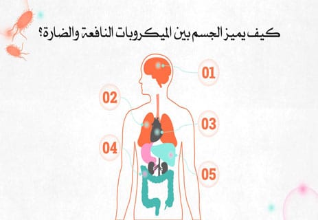 الميكروبات: الكائنات الخفية التي تحفظ توازن الحياة 13 أهمية الميكروبات في جسم الإنسان