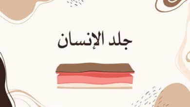 جلد الإنسان؛ طبقات جلد الإنسان؛ وظائف جلد الإنسان؛ أنواع الجلد