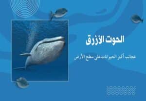 Read more about the article الحوت الأزرق: أغرب المعلومات عن عملاق المحيطات