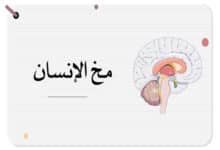 معلومات عن مخ الإنسان