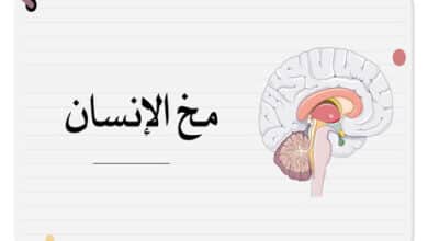 معلومات عن مخ الإنسان