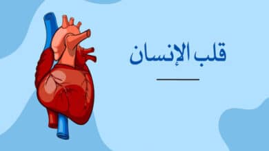 قلب الإنسان