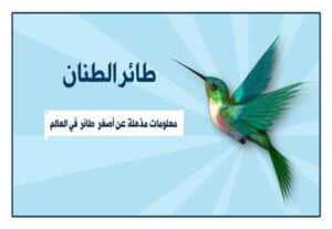 Read more about the article طائر الطنان: معلومات مذهلة عن الجوهرة الطائرة