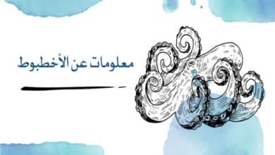 معلومات عن الأخطبوط