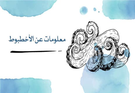 معلومات عن الأخطبوط: أذكى الكائنات في أعماق المحيط 14 معلومات عن الأخطبوط