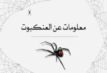 معلومات عن العنكبوت: فن البقاء في عالم من الخيوط والظلال 33 معلومات عن العنكبوت