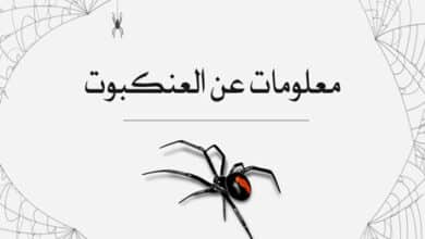 معلومات عن العنكبوت
