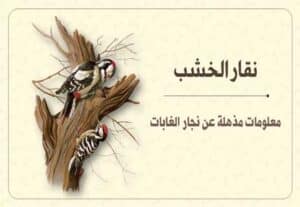 Read more about the article نقار الخشب: معلومات مذهلة عن نجار الغابات