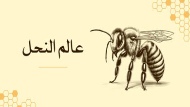 أسرار عالم النحل: المملكة الخفية التي تحفظ الحياة على الأرض 17 عالم النحل - حياة النحل - أنواع النحل