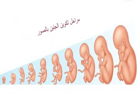 مراحل تكوين الجنين بالصور
