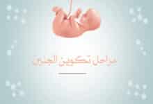 مراحل تكوين الجنين