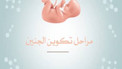مراحل تكوين الجنين