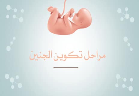 مراحل تكوين الجنين: عالم كامل يتشكل في تسعة أشهر 11 مراحل تكوين الجنين