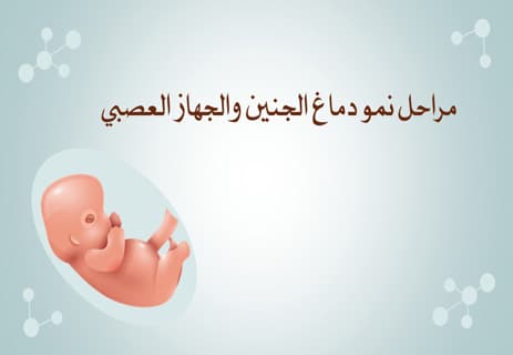مراحل تكوين الجنين: عالم كامل يتشكل في تسعة أشهر 13 مراحل تكوين الجنين