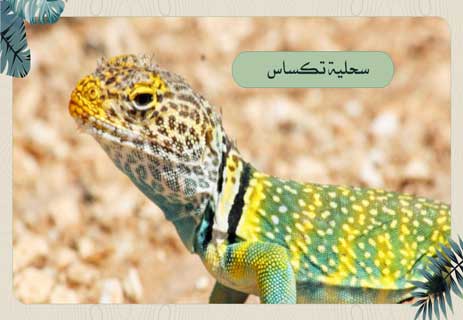 أسلحة الحيوانات: قدرات خارقة للبقاء في عالم المفترسات 18 وسائل الدفاع عند الحيوانات