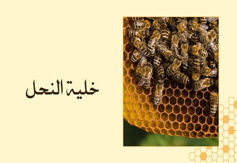 أسرار عالم النحل: المملكة الخفية التي تحفظ الحياة على الأرض 11 أسرار عالم النحل