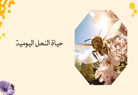 أسرار عالم النحل: المملكة الخفية التي تحفظ الحياة على الأرض 14 رحلة النحل لجمع رحيق النباتات