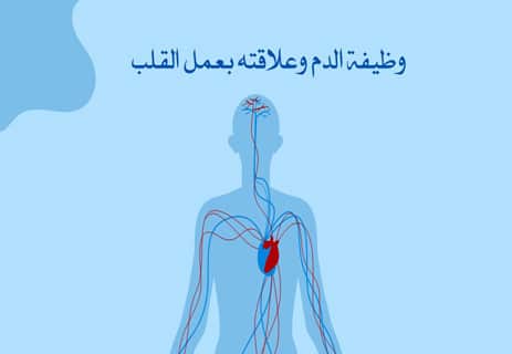 قلب الإنسان: المضخة العجيبة التي تعمل بلا توقف 11 القلب والدورة الدموية