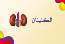 كلية الإنسان