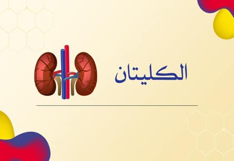وظيفة الكلى: كيف تنقي الدم وتحمي الجسم من السموم؟ 18 كلية الإنسان