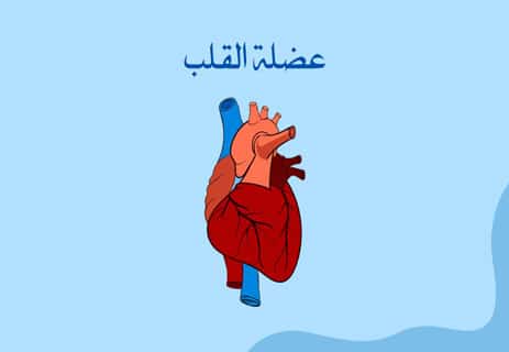 قلب الإنسان: المضخة العجيبة التي تعمل بلا توقف 13 معلومات عن قلب الإنسان