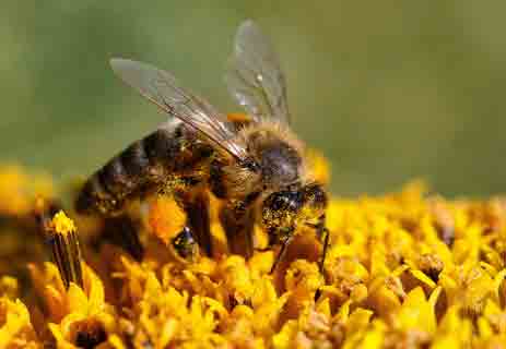 أهمية النحل