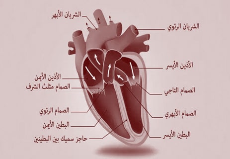 قلب الإنسان: المضخة العجيبة التي تعمل بلا توقف 10 تشريح قلب الإنسان