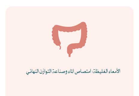 مكونات الجهاز الهضمي للإنسان: رحلة الطعام داخل الجسم 13 الأمعاء الغليظة