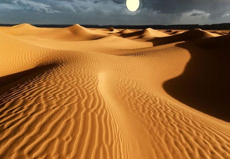 حيوانات الصحراء: كيف تتكيف مع الجفاف وحرارة الرمال؟ 14 أشهر حيوانات الصحراء