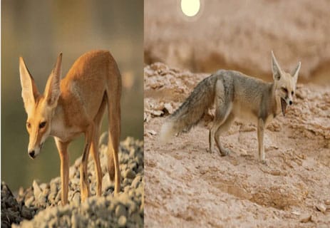 حيوانات الصحراء: كيف تتكيف مع الجفاف وحرارة الرمال؟ 13 حيوانات الصحراء