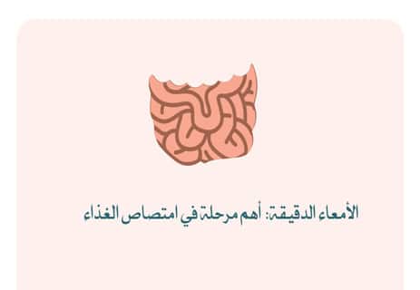 مكونات الجهاز الهضمي للإنسان: رحلة الطعام داخل الجسم 12 الأمعاء الدقيقة