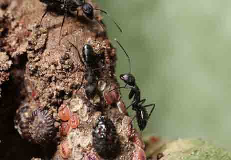 عالم النمل العجيب