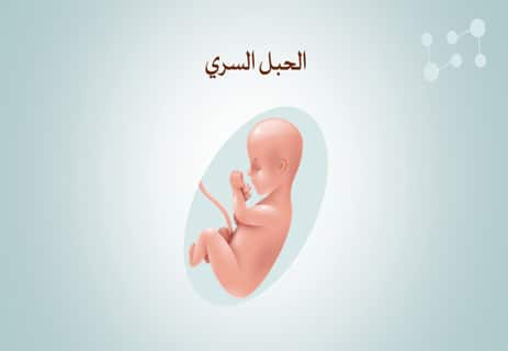 مراحل تكوين الجنين: عالم كامل يتشكل في تسعة أشهر 15 مراحل تكوين الجنين