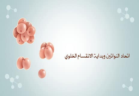 مراحل تكوين الجنين: عالم كامل يتشكل في تسعة أشهر 11 الإخصاب عند الإنسان