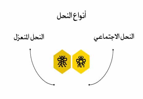 أسرار عالم النحل: المملكة الخفية التي تحفظ الحياة على الأرض 10 أنواع النحل