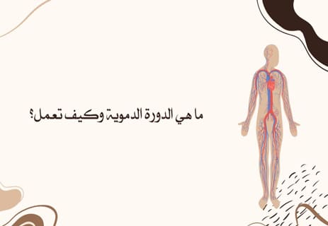 قلب الإنسان: المضخة العجيبة التي تعمل بلا توقف 12 كيف يعمل قلب الإنسان والدورة الدموية داخل الجسم